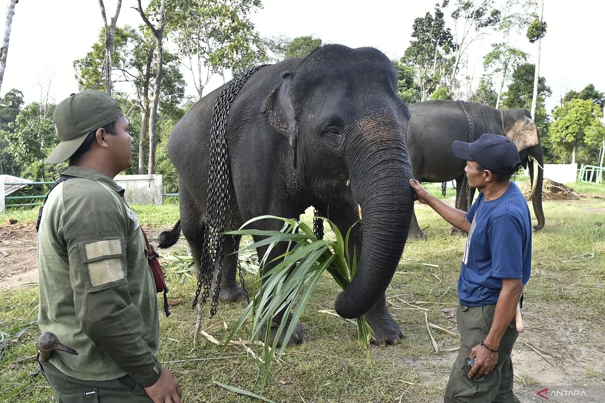 Konflik Gajah Liar dan Politik di Berbagai Wilayah