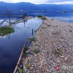 Suhu Ekstrem di Jawa: Dari Kematian Massal Ikan Hingga Udara Dingin di Bandung