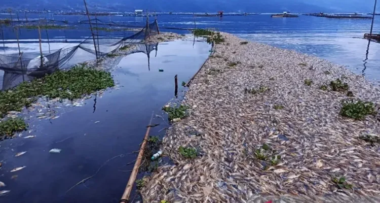 Suhu Ekstrem di Jawa: Dari Kematian Massal Ikan Hingga Udara Dingin di Bandung