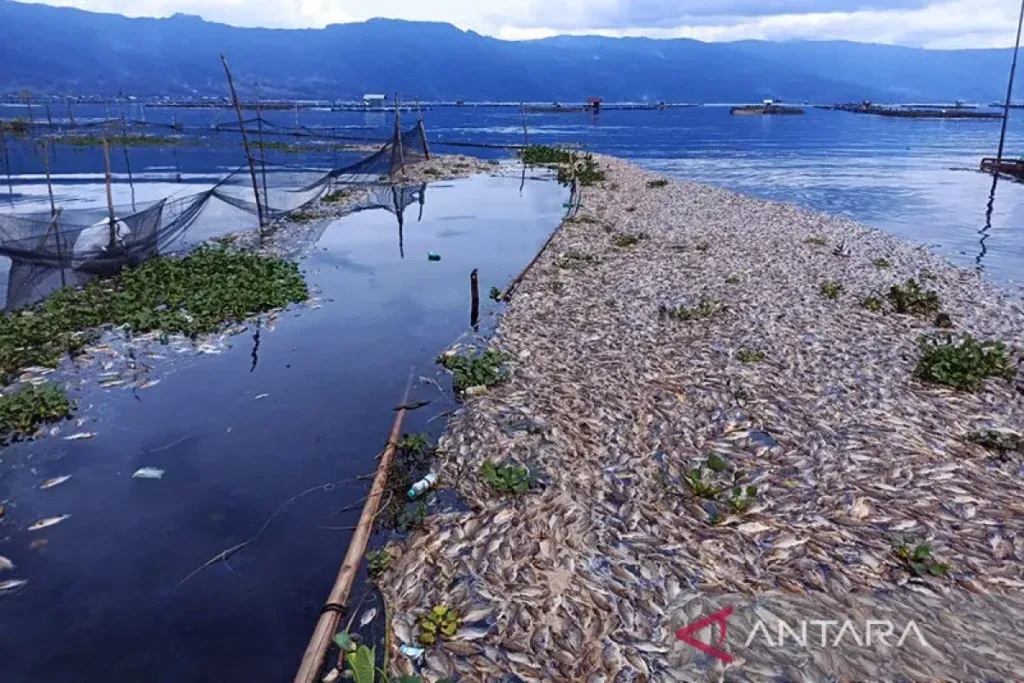 Suhu Ekstrem di Jawa: Dari Kematian Massal Ikan Hingga Udara Dingin di Bandung