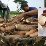 Ambon Siap Mengembangkan Potensi Ubi Kayu dan Menghadapi Tantangan Cuaca