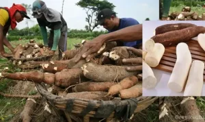 Ambon Siap Mengembangkan Potensi Ubi Kayu dan Menghadapi Tantangan Cuaca