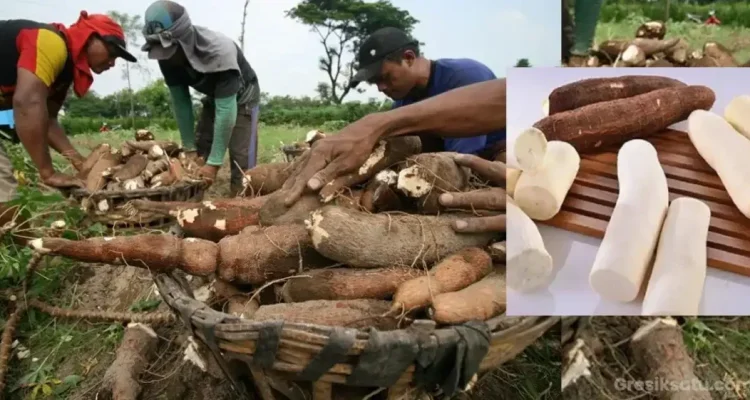 Ambon Siap Mengembangkan Potensi Ubi Kayu dan Menghadapi Tantangan Cuaca