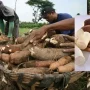 Ambon Siap Mengembangkan Potensi Ubi Kayu dan Menghadapi Tantangan Cuaca