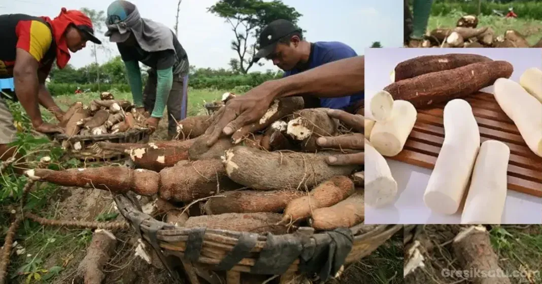Ambon Siap Mengembangkan Potensi Ubi Kayu dan Menghadapi Tantangan Cuaca