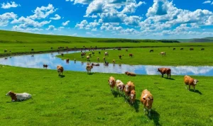 Asuransi Tanah Liar Inner Mongolia: Melindungi Peternak dari Bencana Alam
