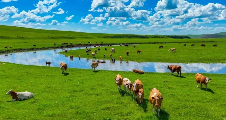 Asuransi Tanah Liar Inner Mongolia: Melindungi Peternak dari Bencana Alam