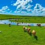 Asuransi Tanah Liar Inner Mongolia: Melindungi Peternak dari Bencana Alam