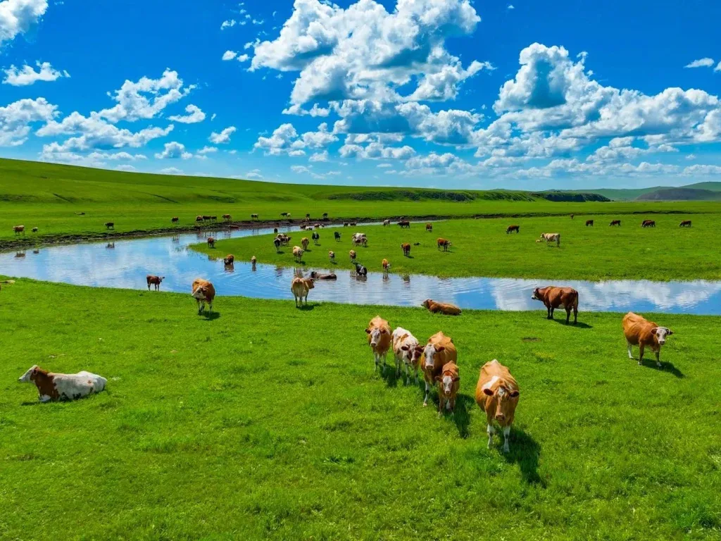 Asuransi Tanah Liar Inner Mongolia: Melindungi Peternak dari Bencana Alam