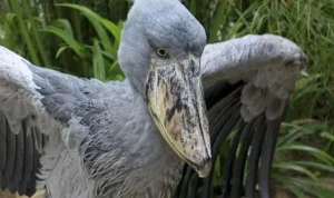 Badai dan Kesehatan Burung: Berita Terkini dari Berbagai Belahan Dunia