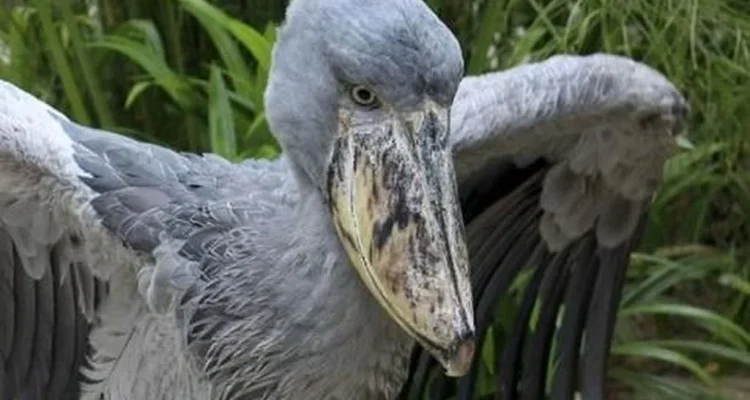 Badai dan Kesehatan Burung: Berita Terkini dari Berbagai Belahan Dunia