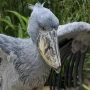 Badai dan Kesehatan Burung: Berita Terkini dari Berbagai Belahan Dunia