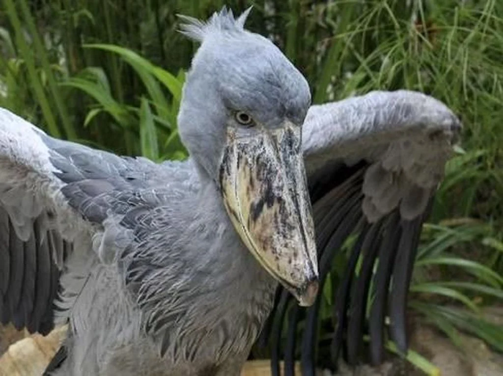 Badai dan Kesehatan Burung: Berita Terkini dari Berbagai Belahan Dunia