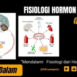 Black Widow: Antara Kaitan Kortisol dan Alzheimer, serta Cerita di Balik Layar Film dan Sepak Bola