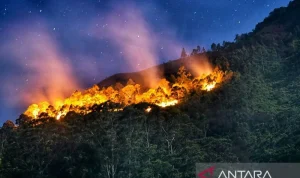 Cuaca Ekstrem Mengancam: Dari Kematian Singa di Jepang Hingga Kebakaran Hutan di Washington