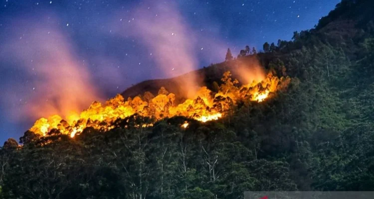 Cuaca Ekstrem Mengancam: Dari Kematian Singa di Jepang Hingga Kebakaran Hutan di Washington