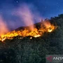 Cuaca Ekstrem Mengancam: Dari Kematian Singa di Jepang Hingga Kebakaran Hutan di Washington