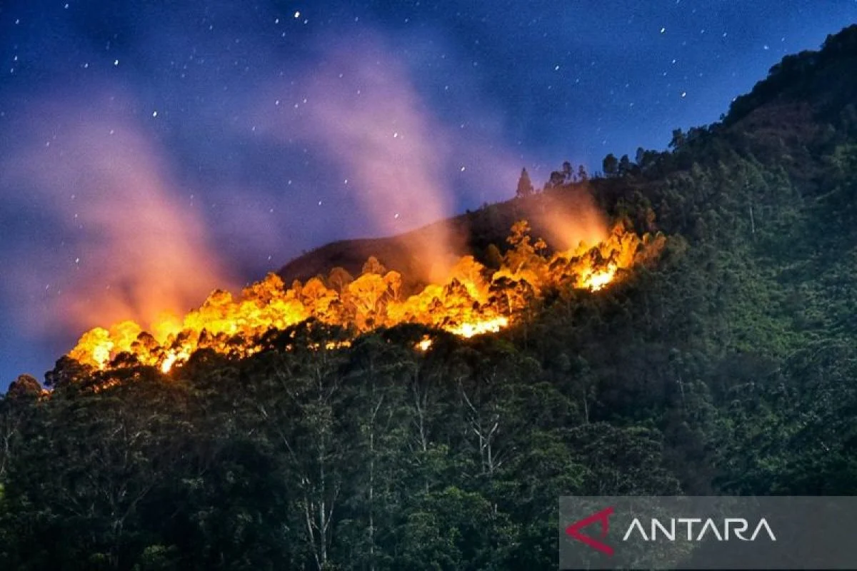 Cuaca Ekstrem Mengancam: Dari Kematian Singa di Jepang Hingga Kebakaran Hutan di Washington