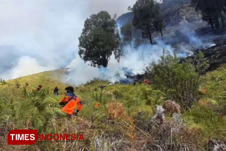 Kebakaran Hutan di Gunung Bromo Meluas, 176 Hektare Lahan Terbakar