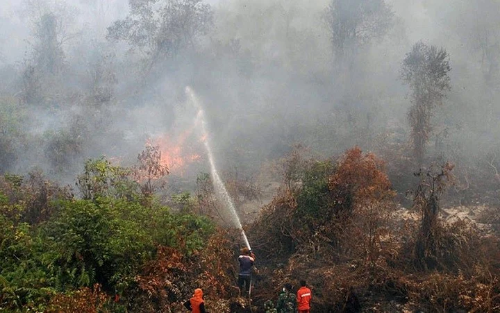 Kebakaran Hutan di Indonesia: Ancaman Besar bagi Lingkungan dan Kesehatan Masyarakat
