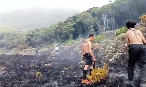 Kebakaran Kawah Wadon Gunung Gede Pangrango: Penutupan Pendakian dan Upaya Penanganan