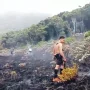 Kebakaran Kawah Wadon Gunung Gede Pangrango: Penutupan Pendakian dan Upaya Penanganan