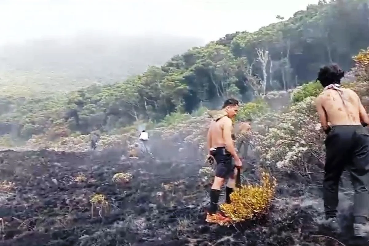 Kebakaran Kawah Wadon Gunung Gede Pangrango: Penutupan Pendakian dan Upaya Penanganan