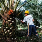 Mengembangkan Industri Sawit Berbasis Koperasi untuk Meningkatkan Kesejahteraan Petani
