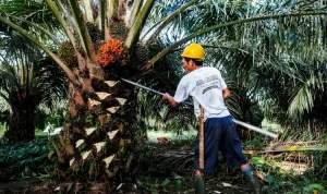 Mengembangkan Industri Sawit Berbasis Koperasi untuk Meningkatkan Kesejahteraan Petani