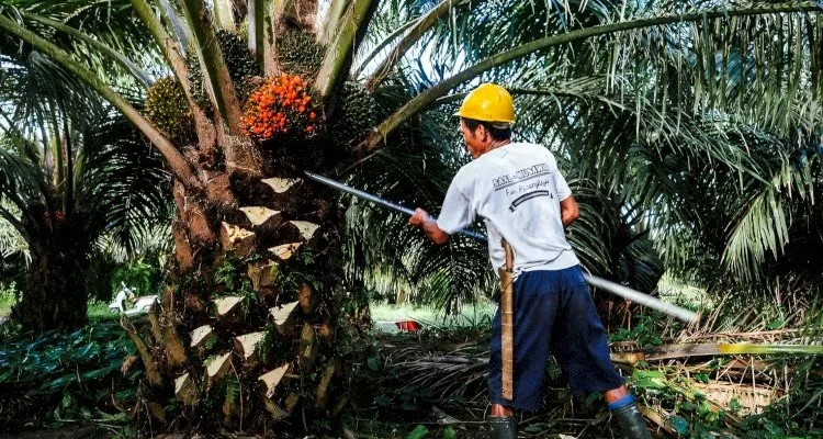 Mengembangkan Industri Sawit Berbasis Koperasi untuk Meningkatkan Kesejahteraan Petani