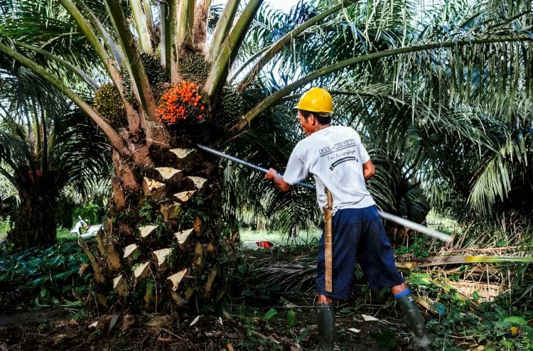 Mengembangkan Industri Sawit Berbasis Koperasi untuk Meningkatkan Kesejahteraan Petani