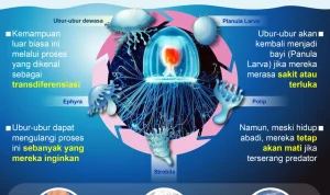 Mengenal Turritopsis Dohrnii, Ubah Diri menjadi Abadi