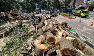Penebangan Pohon Ilegal di Bandung: Ancaman 'Pulau Panas' dan Upaya Penyelamatan