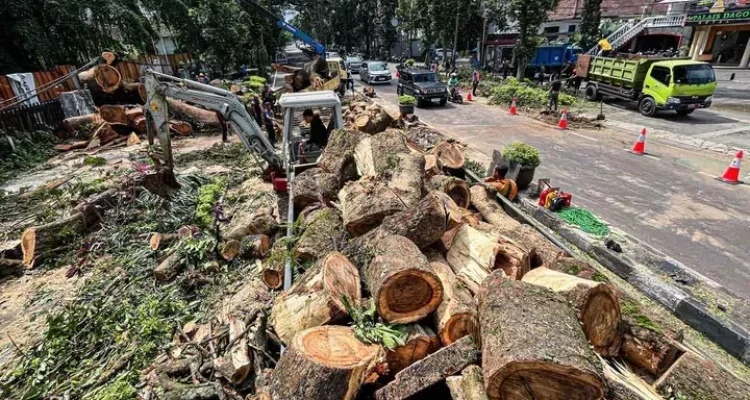 Penebangan Pohon Ilegal di Bandung: Ancaman 'Pulau Panas' dan Upaya Penyelamatan