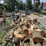 Penebangan Pohon Ilegal di Bandung: Ancaman 'Pulau Panas' dan Upaya Penyelamatan