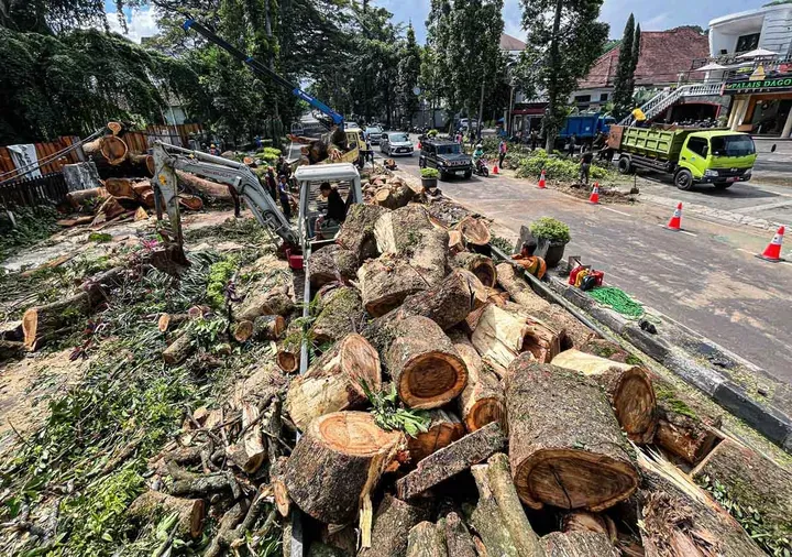 Penebangan Pohon Ilegal di Bandung: Ancaman 'Pulau Panas' dan Upaya Penyelamatan