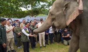 Raja Juli Antoni: Strategi Konservasi Gajah Sumatra dan Kasus Korupsi yang Mengancam