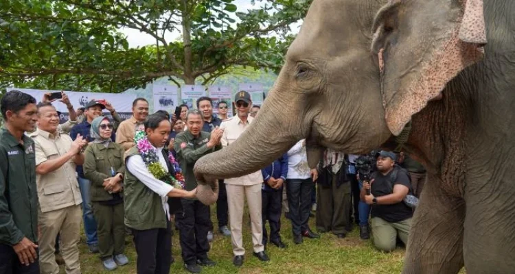 Raja Juli Antoni: Strategi Konservasi Gajah Sumatra dan Kasus Korupsi yang Mengancam