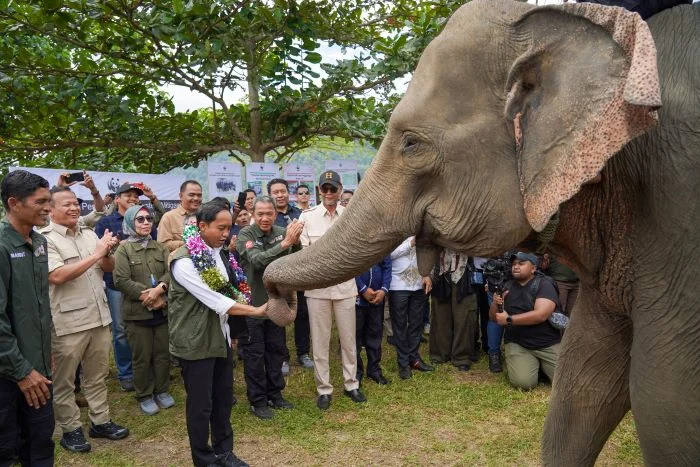 Raja Juli Antoni: Strategi Konservasi Gajah Sumatra dan Kasus Korupsi yang Mengancam
